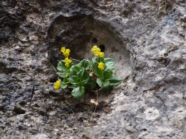 Primula auricula / Primula orecchia d''orso